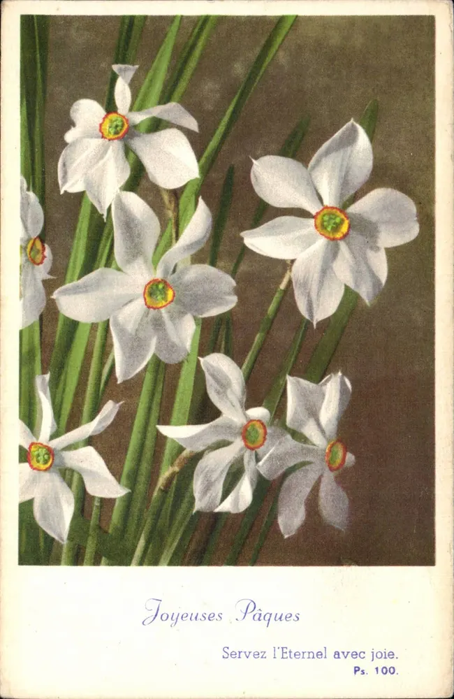 Narcisos — Felizes Páscoas com alegria — Ps. 100 - Frente