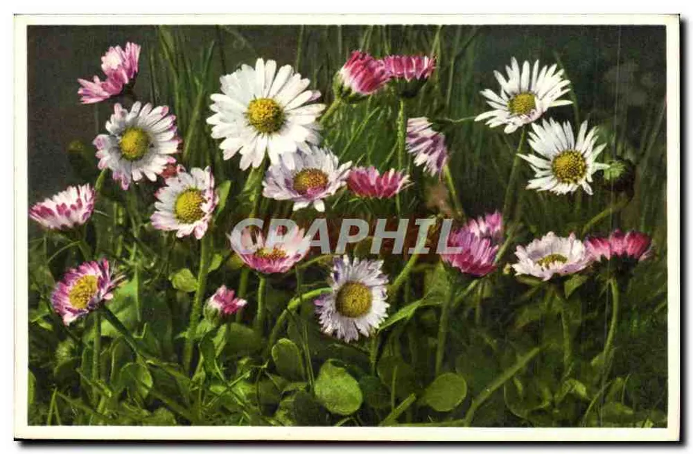 Flores de pâquerete — Bellis perennis — editor Graphphil, n° 1254 - Frente