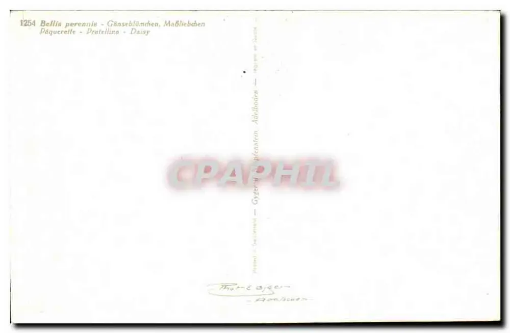 Flores de pâquerete — Bellis perennis — editor Graphphil, n° 1254 - Verso