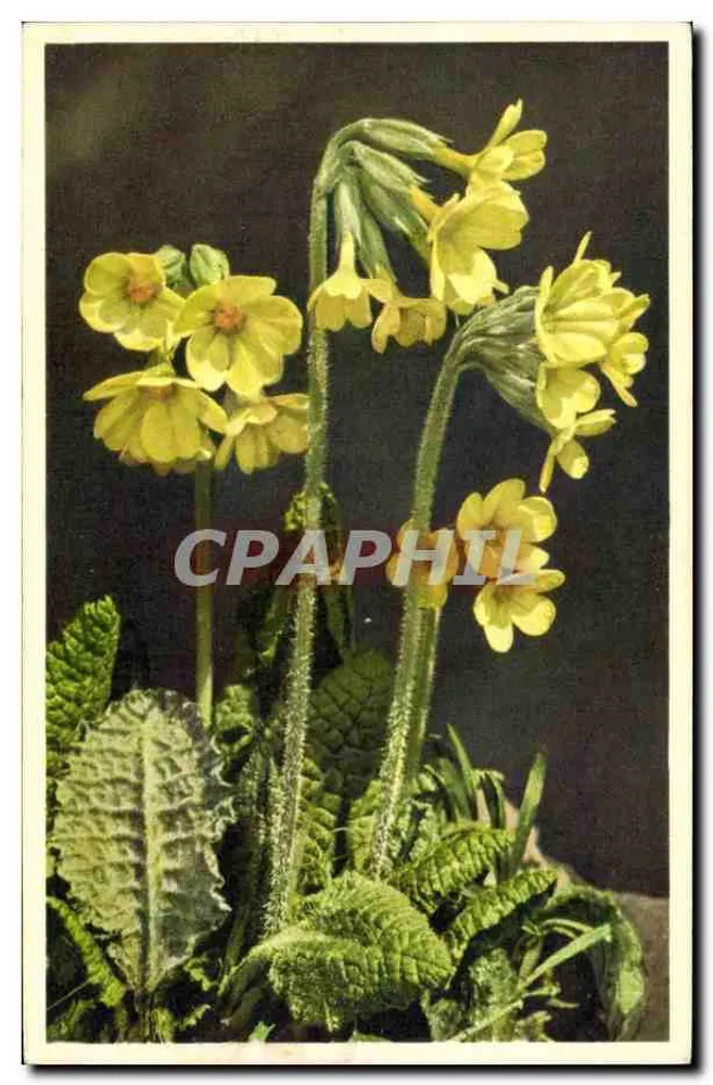Primula elatior — Primevère inodore — Gyger & Gygger, Adelboden - Frente
