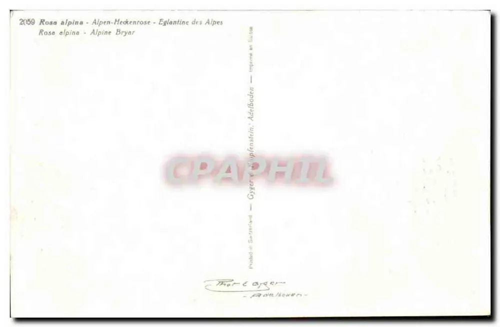 Rosas alpinas — Rosa alpina — editor Gyger & Cie, Adelboden - Verso