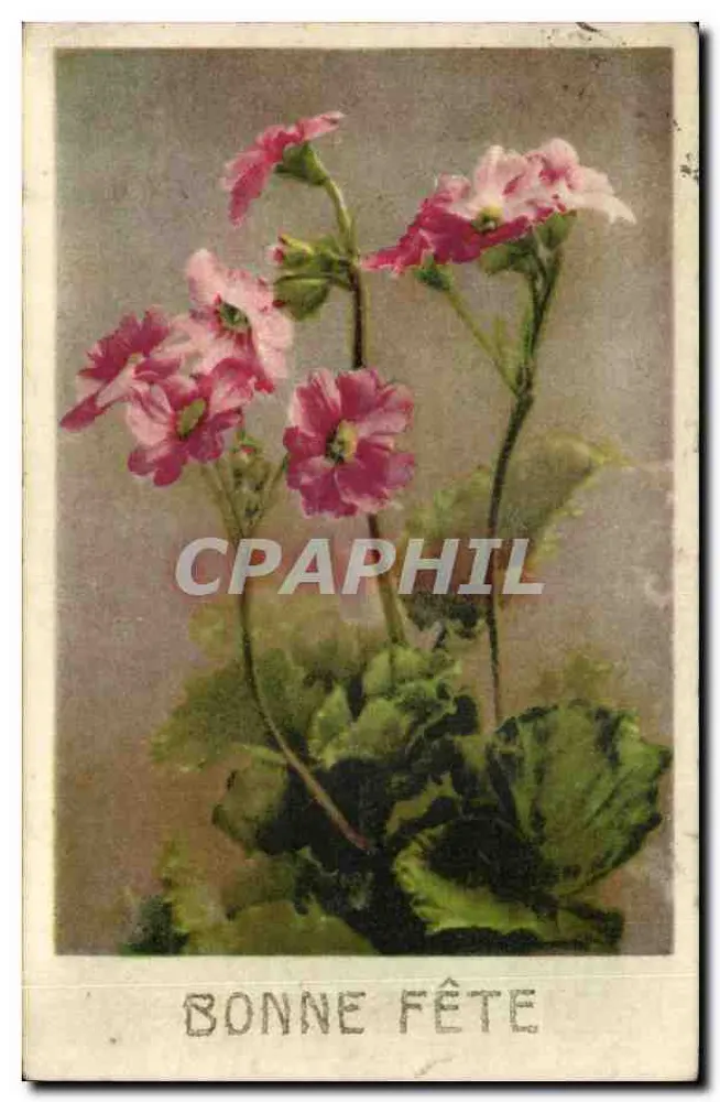 Rosa Blumen — Frohe Geburtstagskarte — Charme 816 - Vorderseite