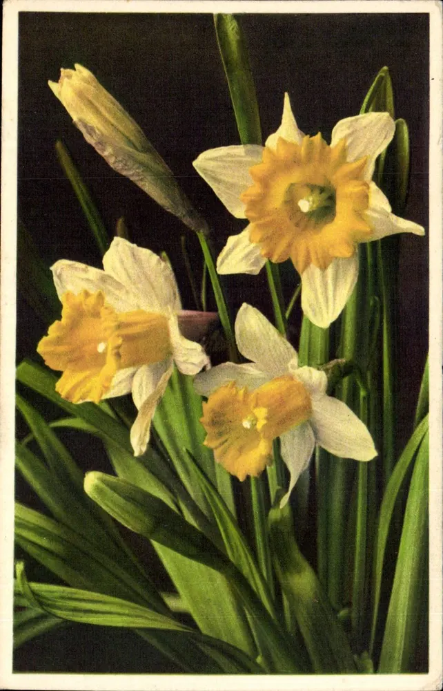 Narcissus Pseudonarcissus — Gelbe Narzisse — editor Thor & Gyger, Adelboden - Frente