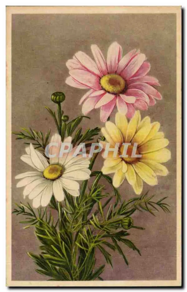 Flores de margaridas — rosa, amarela, branca — editor não visível, número de série ilegível - Frente