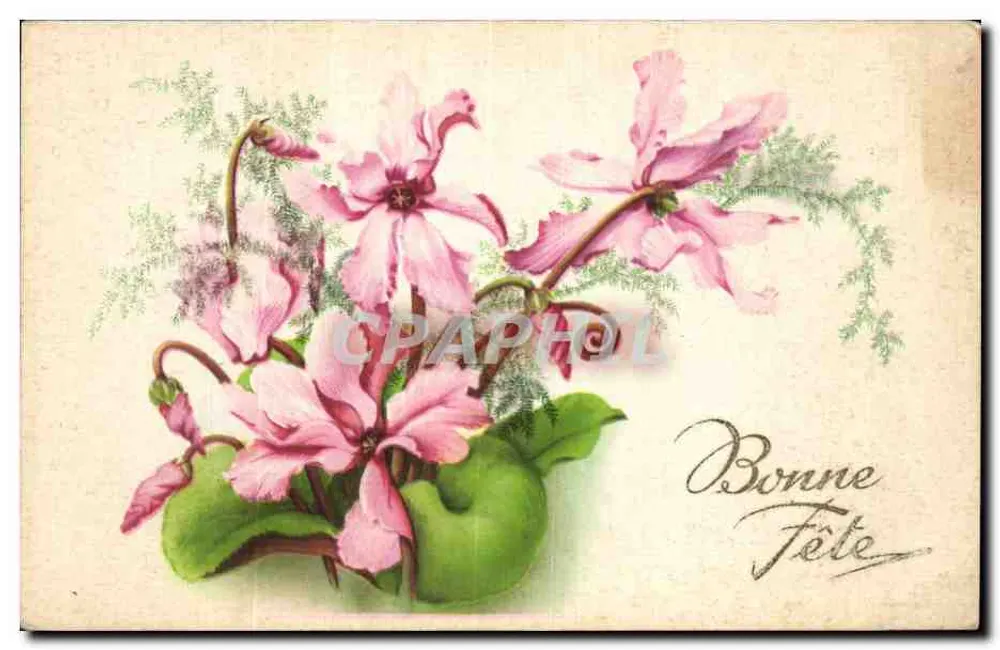 Rosa Cyclamenblüten — Frohe Geburtstagskarte — Verlag Drucker Frankreich - Vorderseite
