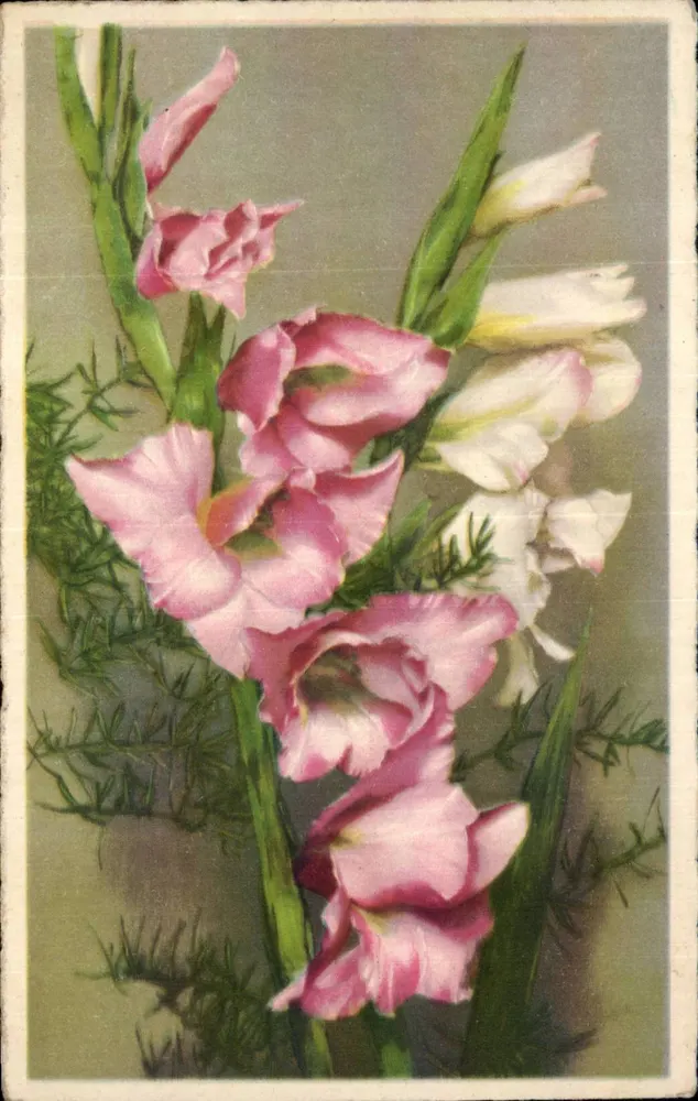 Rozooie en witte gladiolen — botanische illustratie — uitgever niet zichtbaar - Voorkant