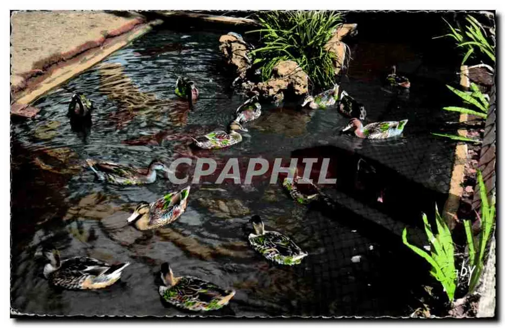 Luc-sur-Mer — Jardim Público — Os Patos — Edições « BABY » - Frente