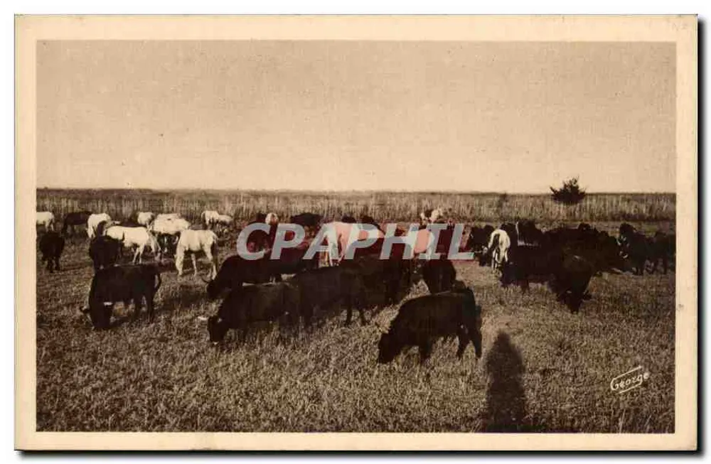 Camargue — Rinder- und Pferdeherde, die gemeinsam grasen — Photo George - Vorderseite
