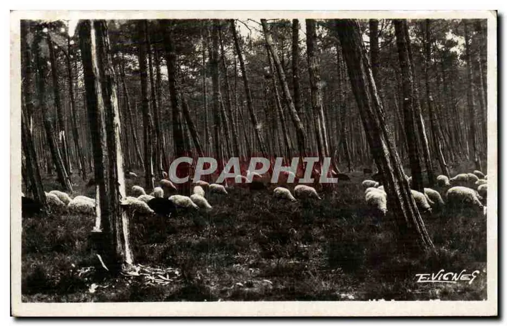 Schafe in der Wald — Évignes — Photo E. Vignes - Vorderseite