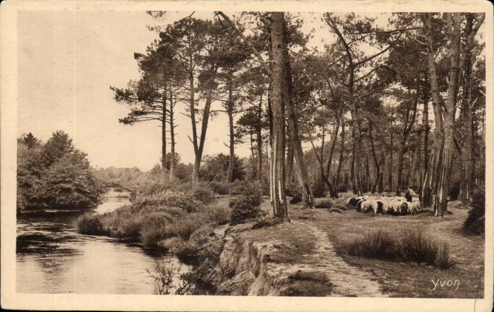 Riossela na floresta — Les Landes de Gascogne — Edição de Arte YVON - Frente