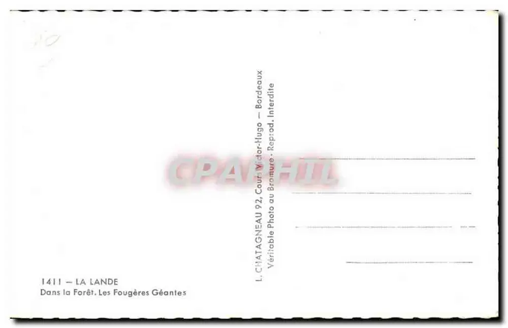 La Lande — Floresta — Fougères Gigantes — L. CHATAGNEAU 92, Cour Victor-Hugo — Bordeaux - Verso