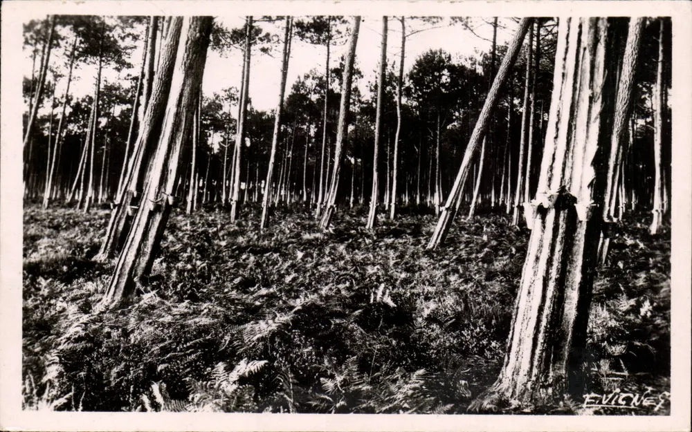 Nadelbäume im Sonnenuntergang — Éd. d'Art E. VIGNEZ - Castelnau-des-Landes - Vorderseite