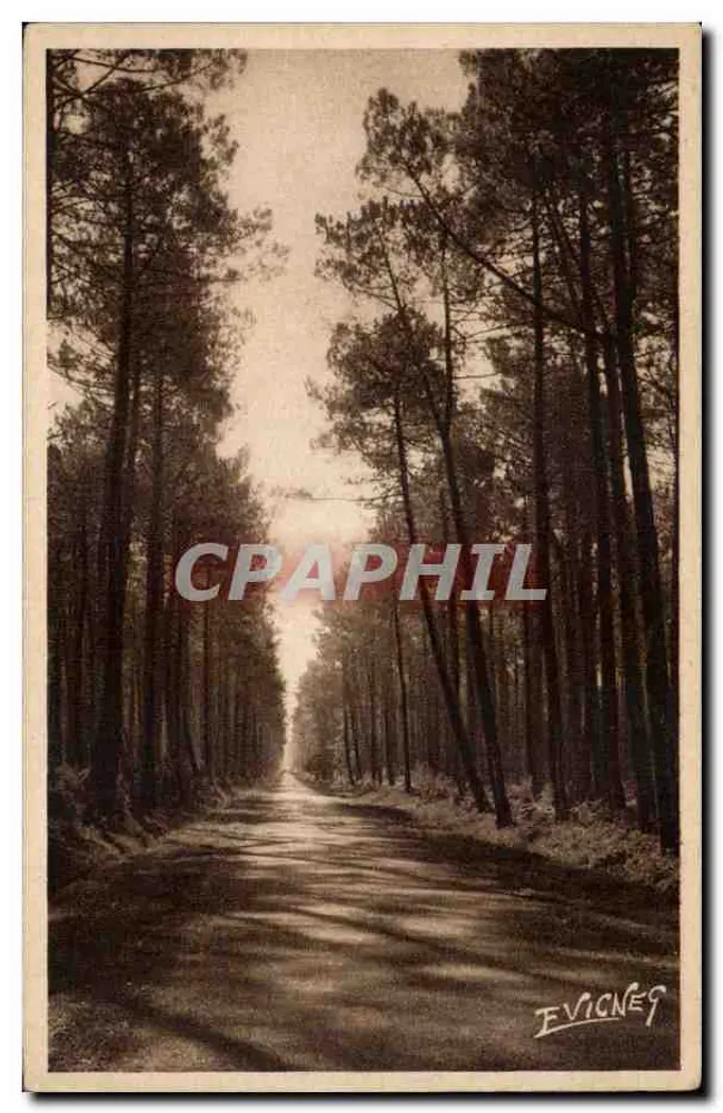 Straße durch die Kiefernwälder — Landschaften der Landes — Editions E. Vignes - Vorderseite