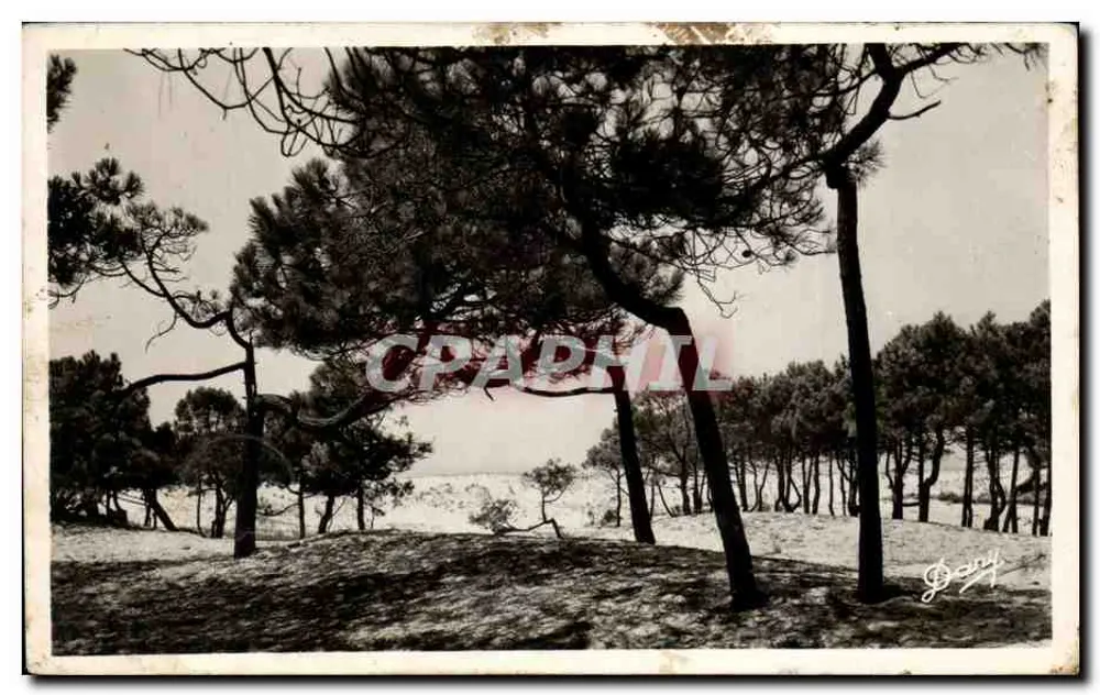 Geknickte Kiefer — Lacanau-Océan (Gironde) — Ausgabe von La République (Mérignac) - Vorderseite