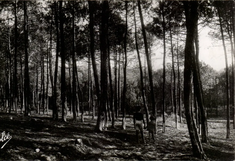 Lacanau-Océan — Um Canto da Floresta — Edição E. MERIGUET - Frente
