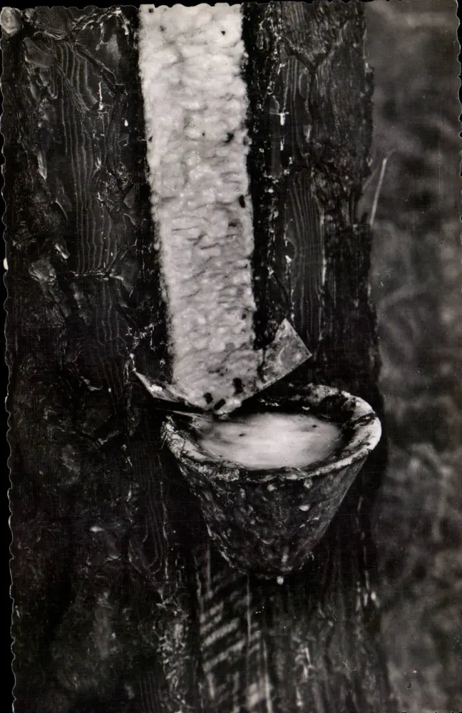 Kautschuk-Extraktion — Traditionelle Technik — Maison de Reros, Schloss Cestas (Gironde) - Vorderseite