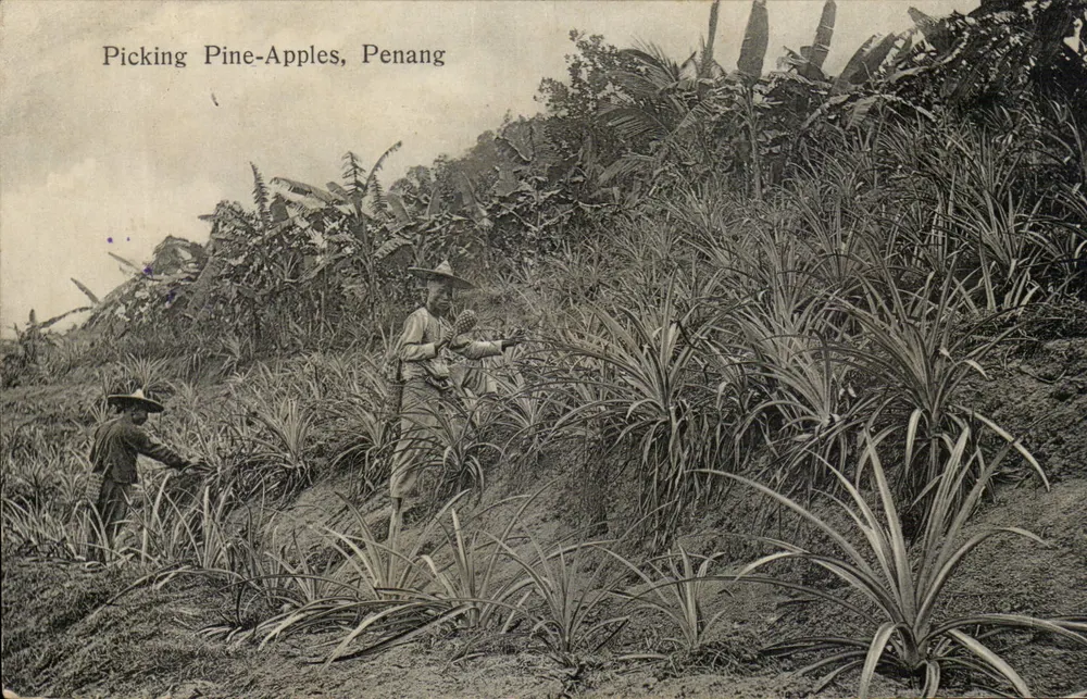 Picking Pine-Apples, Penang — carte postale ancienne - Recto