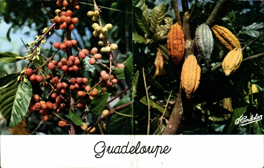 Café e cacao — Guadeloupe — Randolen - Frente