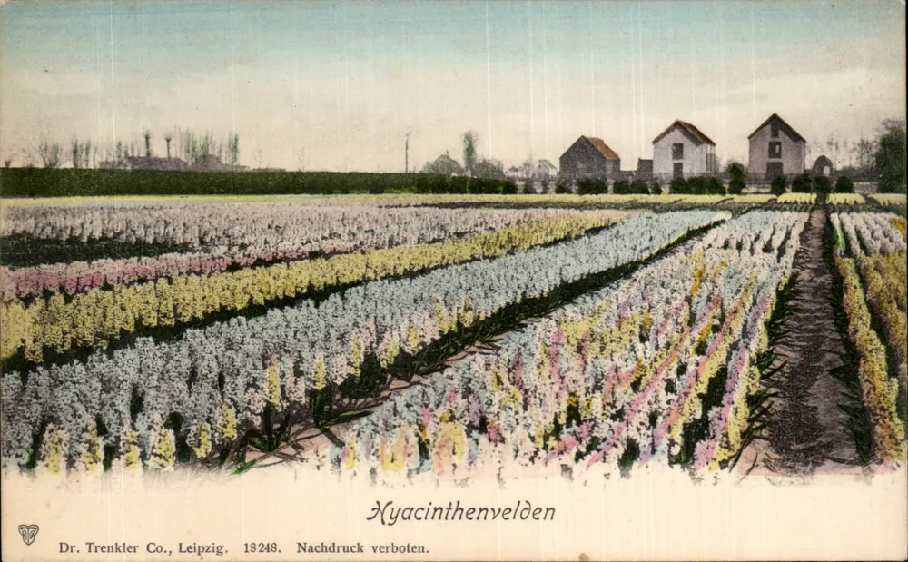 Hyacinthenvelden — campos de jacintos — Dr. Trenkler Co., Leipzig, n° 18248 - Frente