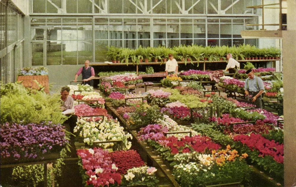 Centrale Aalsmeersche Veiling, Aalsmeer — Bemonstering van potplanten — Copyright C.A.V., Aalsmeer — Pieter J. van Boerkhoven, Utrecht - Frente