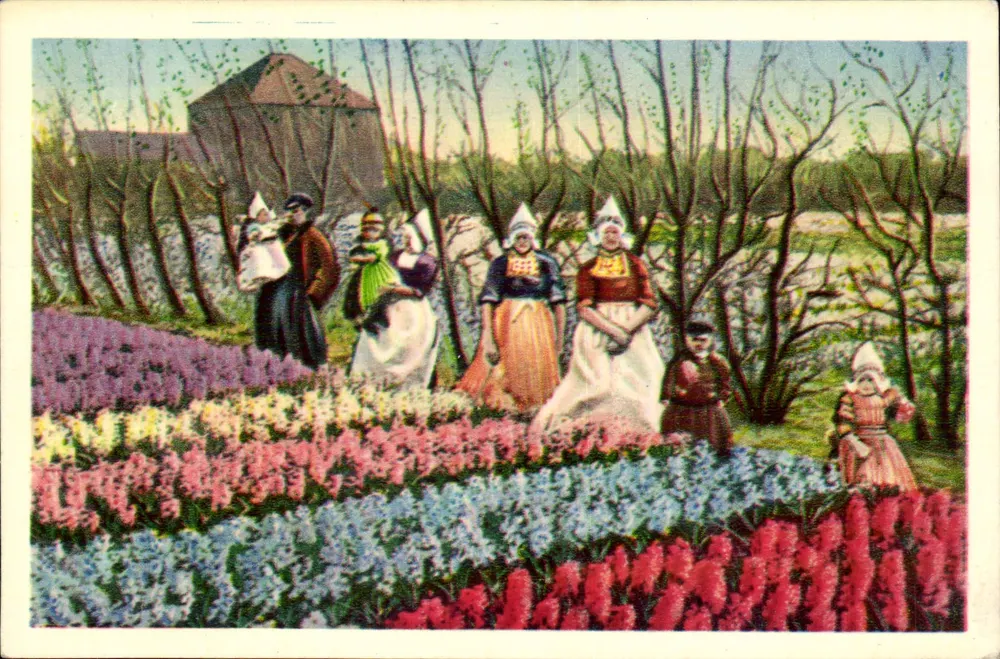 Campos de flores nos Países Baixos — ilustração colorida - Frente