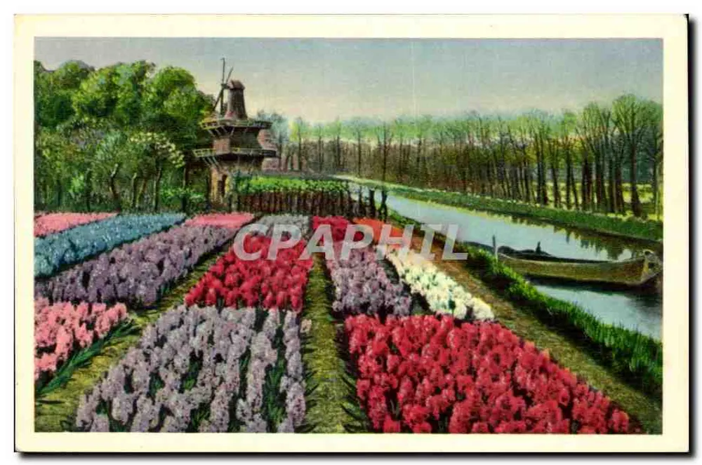 Campi di tulipani — mulino a vento e canale — stampata in Olanda - Recto
