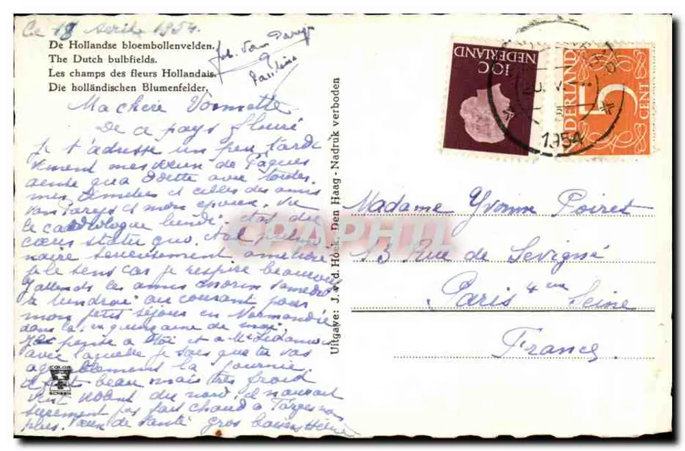 Campos de tulipas com cores vivas — editor J. & D. H. van Haag - Nadriden - Verso