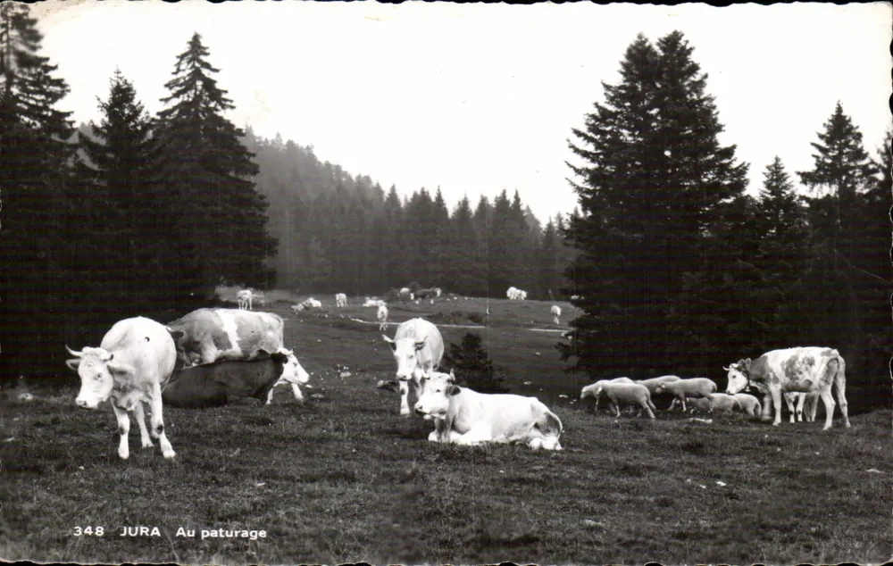 Jura — Auf der Weide — Éd. O. Cartori Genève n°348 - Vorderseite