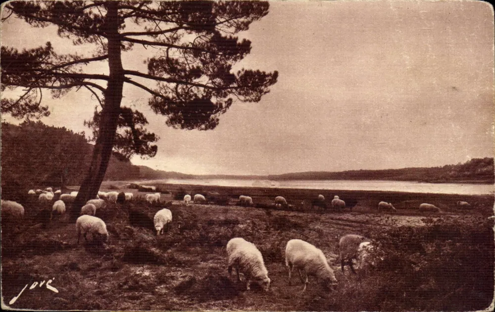 Capbreton 근처 Hossegor — 호수 근처 목초지 — Éditions Jové, Pau (B.P.) — N° 161 - 앞면
