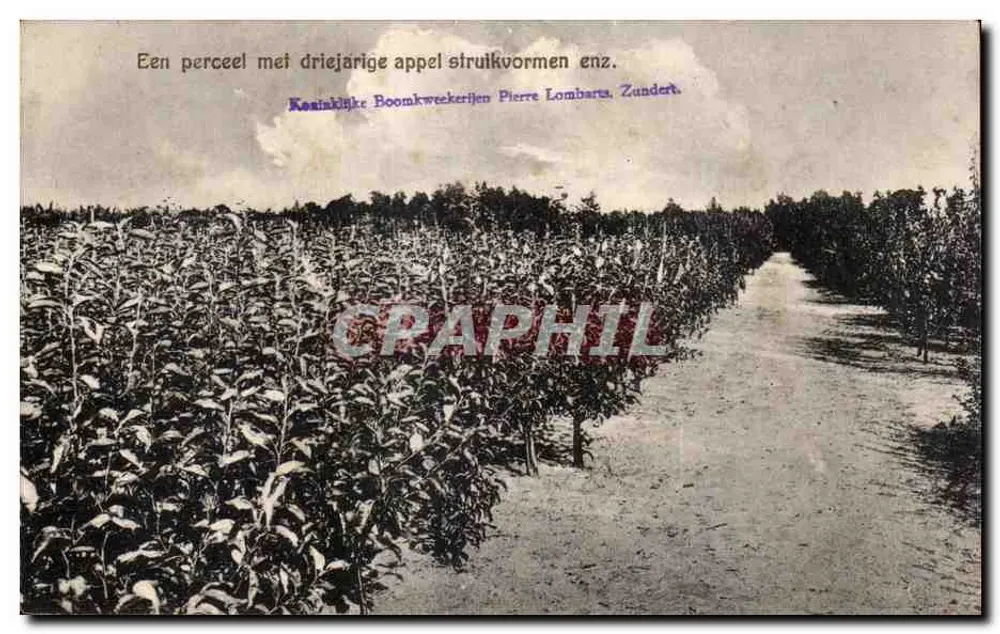 Obstbaumfeld in Zunderd — Pierre Lombarts — Verlag nicht sichtbar - Vorderseite