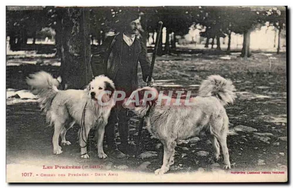 Pyrénées-Hunde - Zwei Freunde — 2. Serie — Phototypie Labroche Frères, Toulouse - Vorderseite