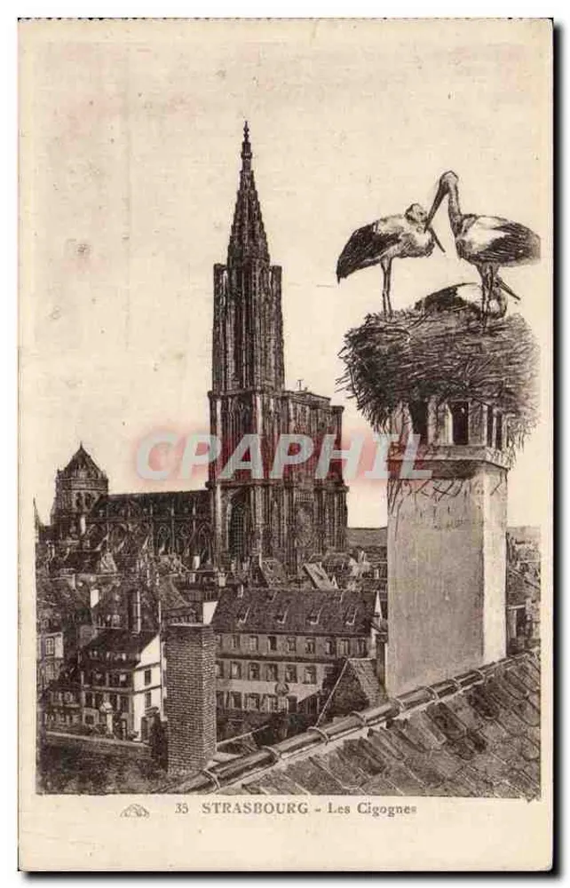 Estrasburgo — As Cegonhas — vista da catedral com ninhos de pássaros - Frente