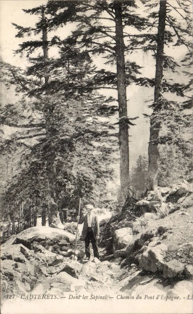 Cauterets — In den Kiefern — Weg zum Pont d'Espagne — Verlag L. Lévy, n° 127 - Vorderseite
