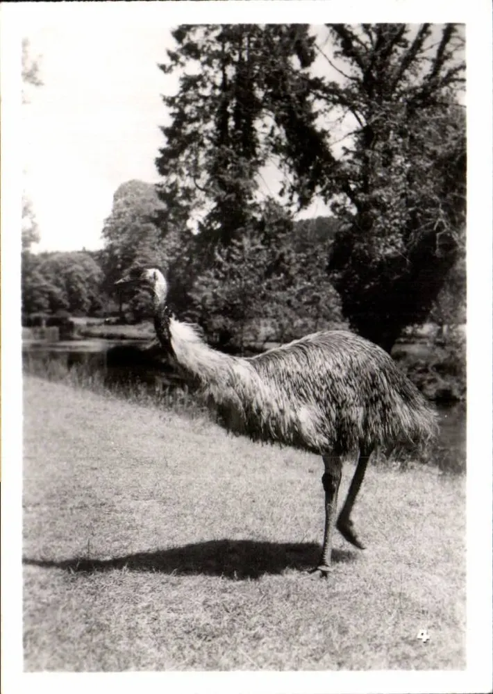 Émua — parque ou jardim — carta postal antiga - Frente