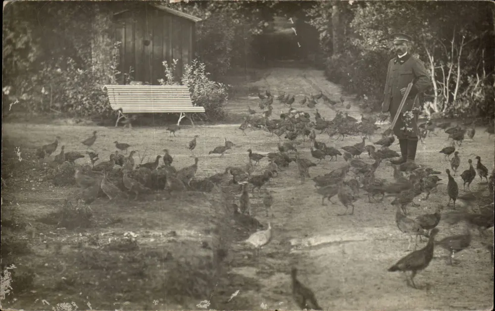 Ein Mann im Uniform mit Gänse — Garten — Ansichtskarte vom 5. Januar 1914 - Vorderseite