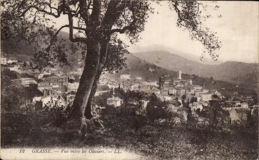 Grasse — Vista entre os Oliveiras — LL. - Frente