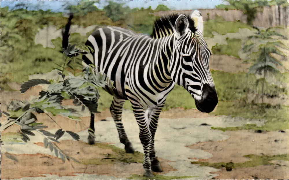 Zebra — Afrikanische Tierwelt — Edition HOA-QUI, Paris, n°2305 - Vorderseite