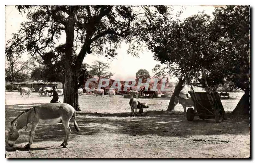 Landschaftsszene — Conakry — G.E.X. - 2141 - Vorderseite
