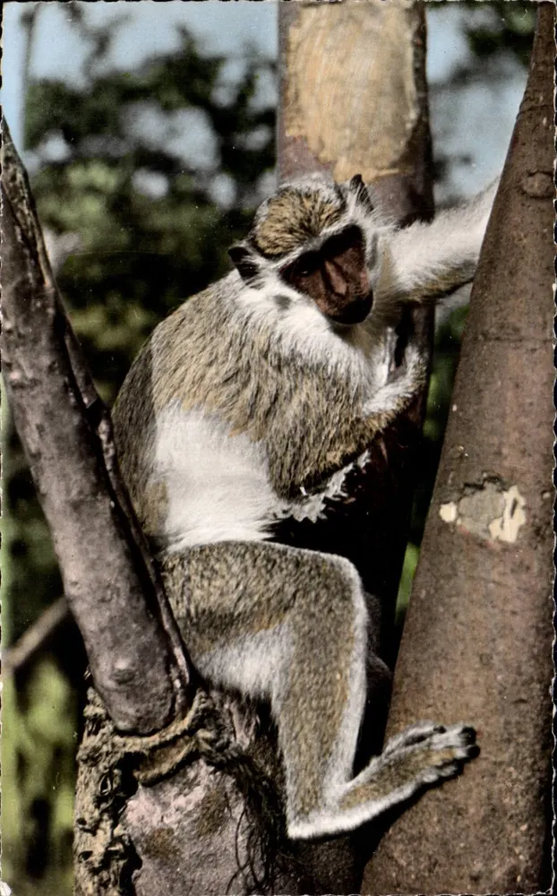 Junges Affe — Afrikanische Tierwelt — Edition HOA-QUI - Paris n°2318 - Vorderseite