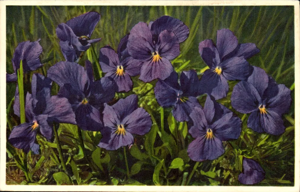 Violeta das Alpes — Viola calcarata — editor Gyger & Cie, Adelboden - Frente