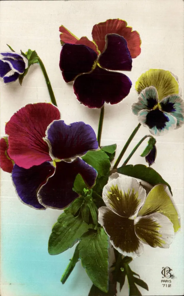 Flores de pensamento coloridas — editor Paris 712 - Frente