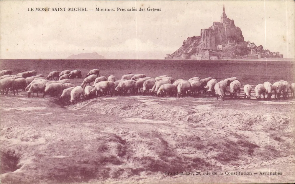 LE MONT-SAINT-MICHEL — Schafe. Salzige Wiesen der Grèves — Grand Bazar, 20, rue de la Constitution — Avranches - Vorderseite