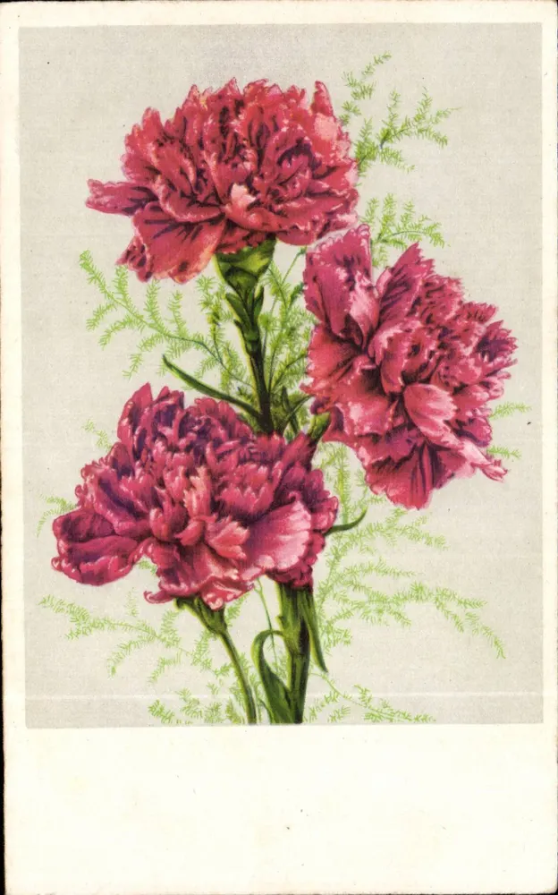 Bouquet de carnations — editor HARCESCO, n° 6766 - Frente