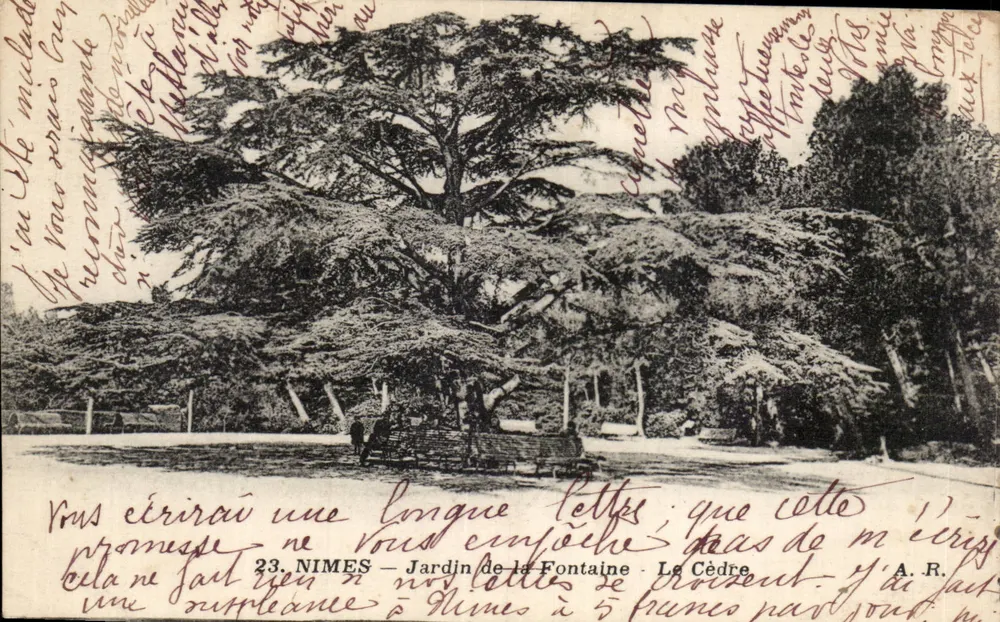 Nîmes — Jardín de la Fontaine — El Cedro - Anverso
