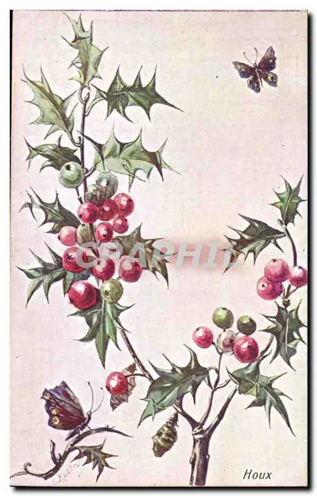 Houx — botanische Illustration mit Schmetterlingen — Verleger nicht sichtbar - Vorderseite