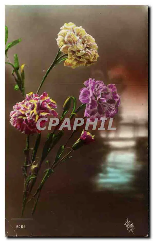 Flores de margaridinhas — carta postal colorida — n°2065 - Frente