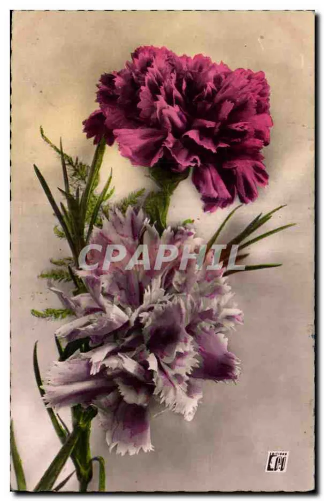 Duas carnationes — uma violeta e uma rosa — Éditions P.I. Paris - Frente