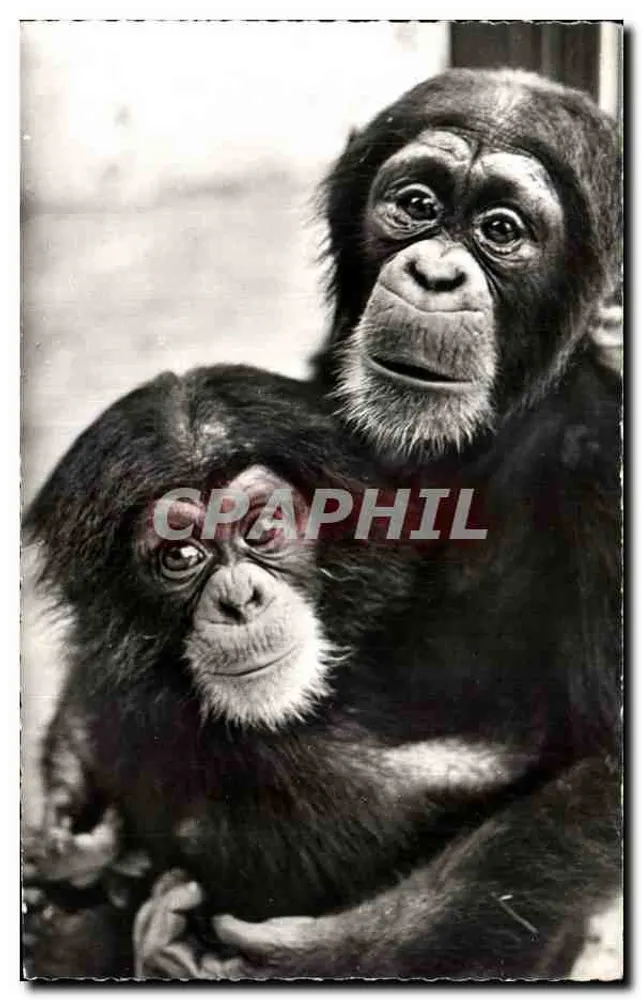 Afrikanisches Affenpaar — Mama und Baby — Edition HOA-QUI, Paris - Vorderseite