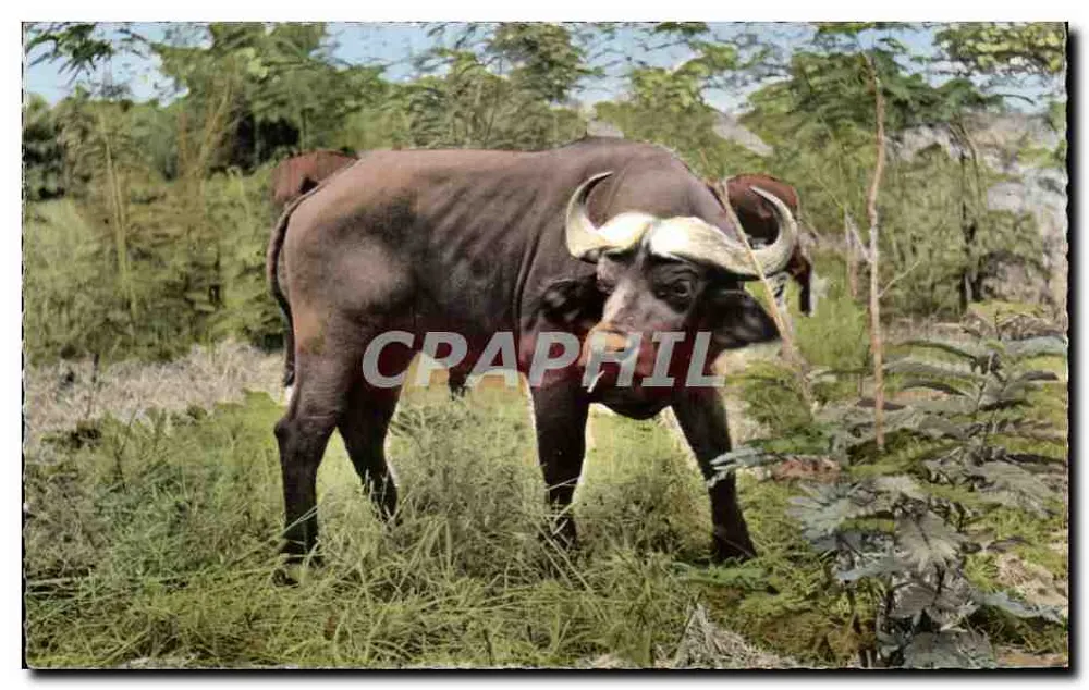 Búfalo Negro — África do Cabo — Edição HOA-QLI - Paris - Frente