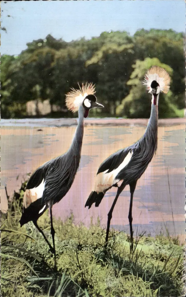 Kroneente Vögel — Serie Afrikanische Tierwelt — Editions A-QUI, Paris - Vorderseite